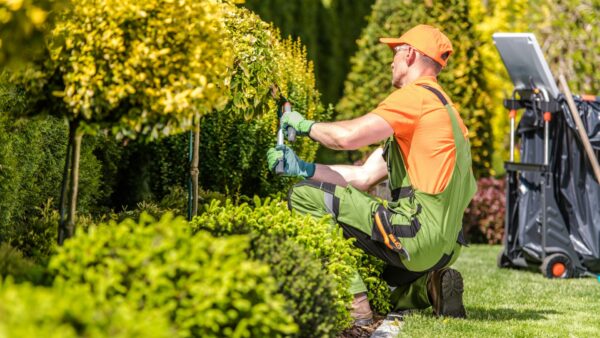 Mann beim Hecken schneiden im Garten- und Landschaftsbau